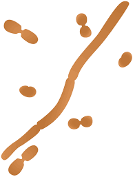 Acinetobacter associated with Surgical Site Infection